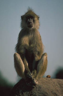 Babouin chacma