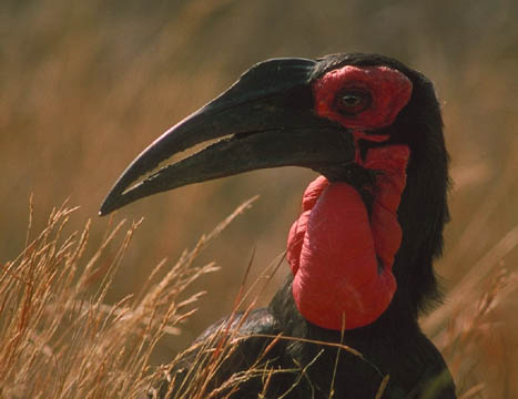 Calao terrestre