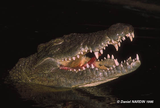 Crocodile