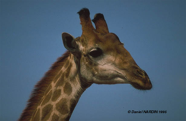 Girafe