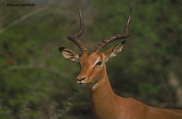 Impala