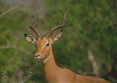 Impala buvant