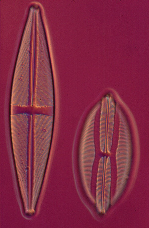 2 diatomées