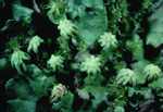 Marchantia polymorpha avec archégoniophores