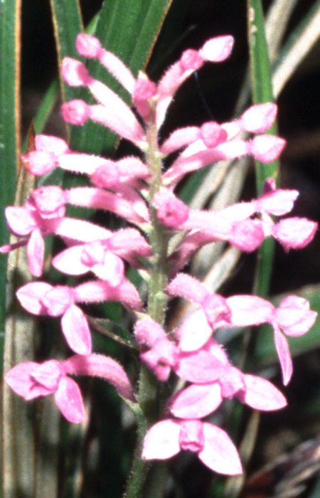 détail au scanner minolta