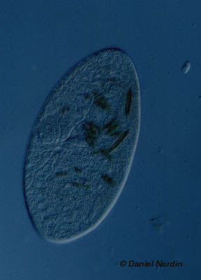 cil mangeur de diatomes