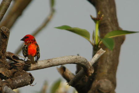 Cardinal