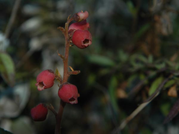 Agauria buxifolia