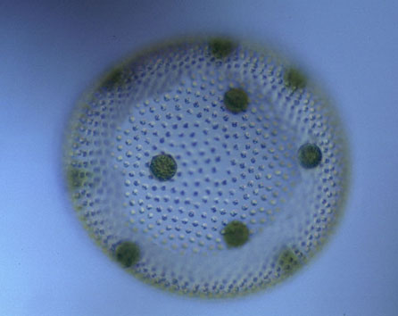 Volvox; association de 2 mises au point