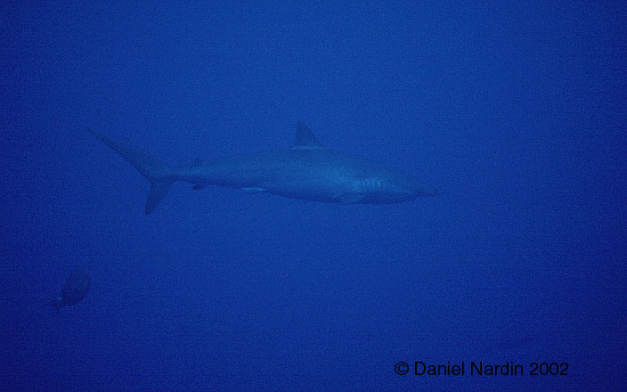 Requin soyeux