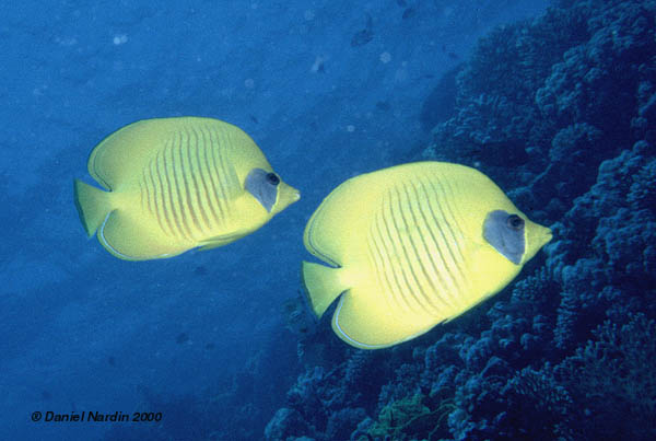 poisson papillon jaune