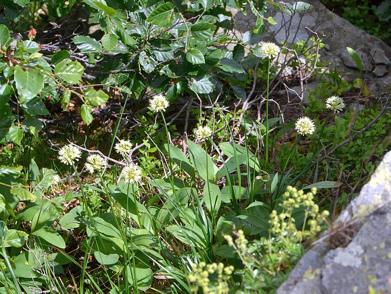 Allium victoriale