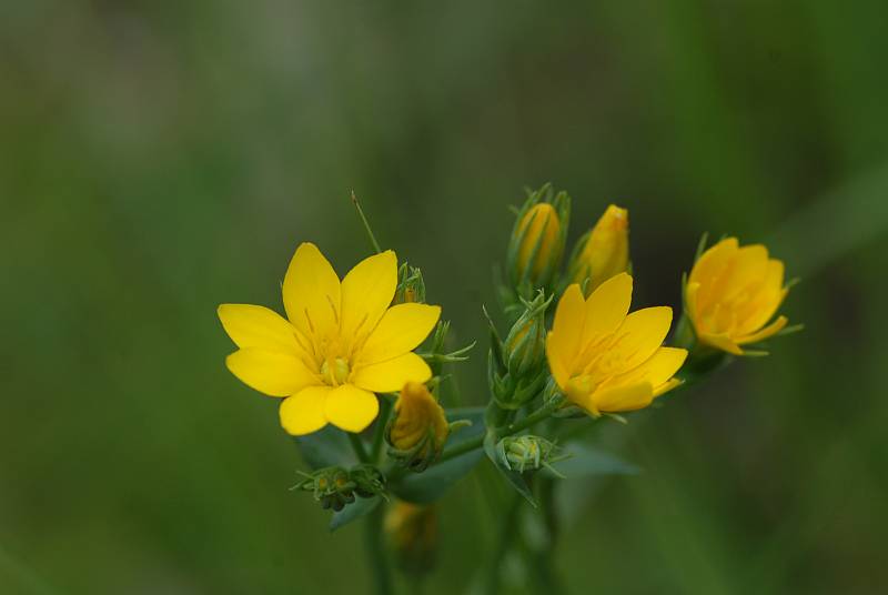 Chlora perfoliata