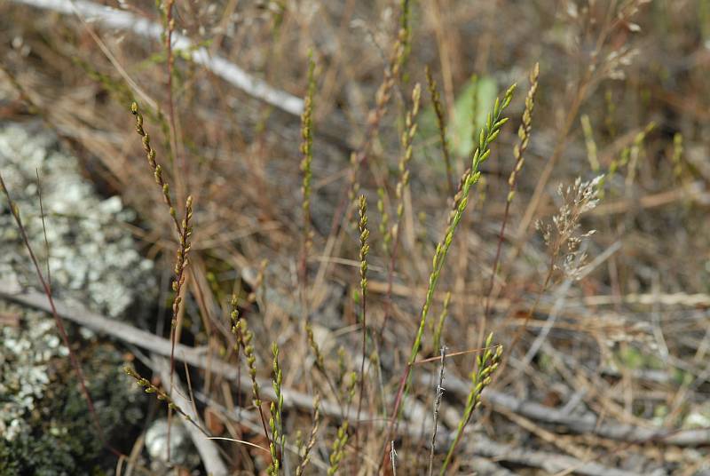 Micropyrum tenellum (L.) Link