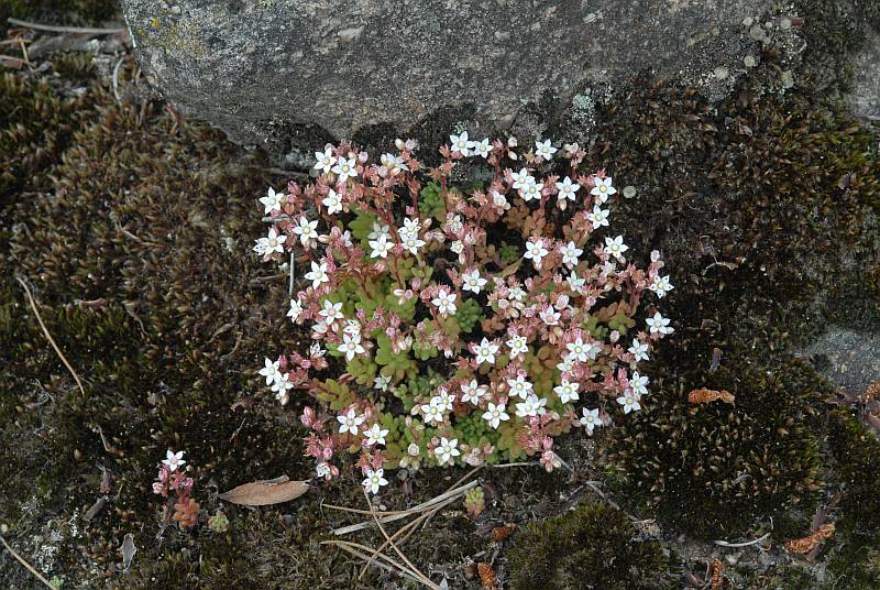 Sedum hirsutum