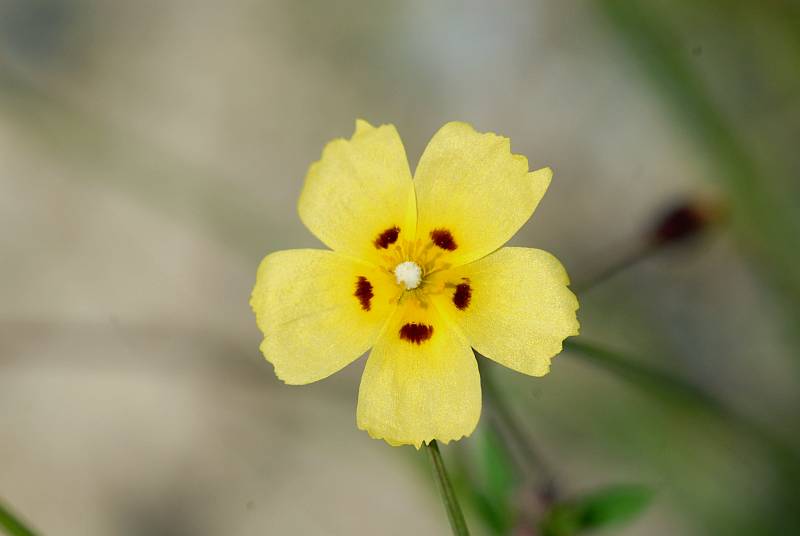 Tuberaria guttata (L.) Fourr.