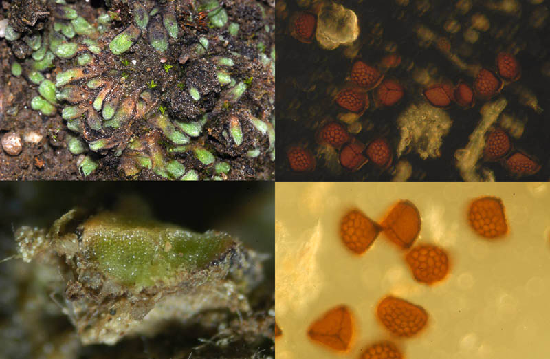 Riccia cf. Warnstorfii