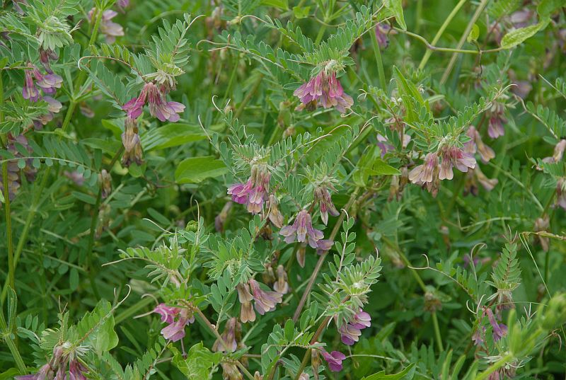 Vicia pannonica