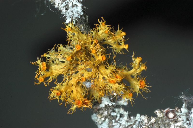 Teloschistes chrysophthalmus
