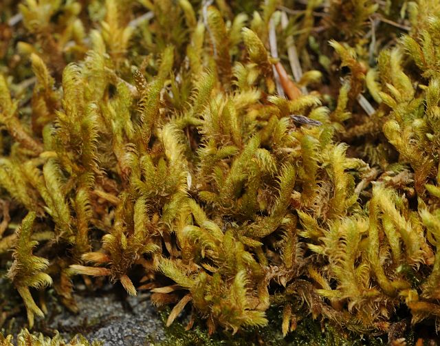 Rhitidium rugosum