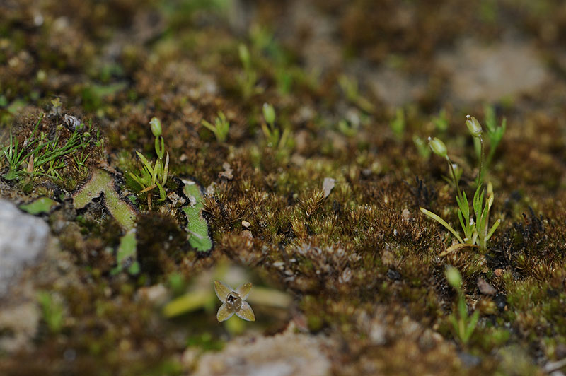Sagina apetala (et Mannia californica)