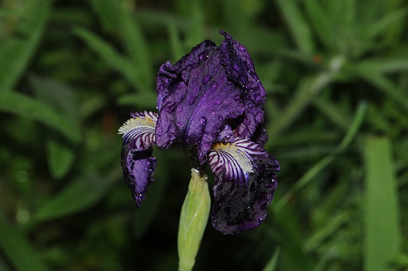 Iris lutescens