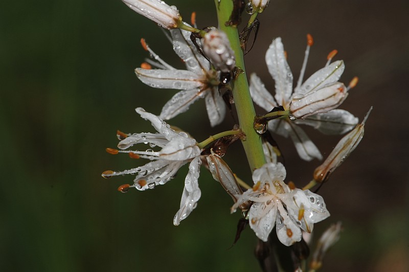 Asphodelus cerasifer