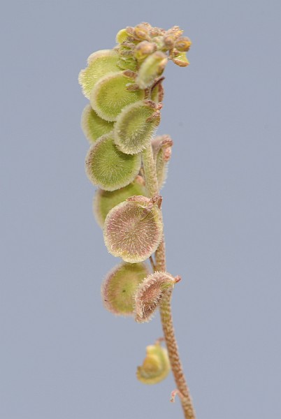 Clypeola