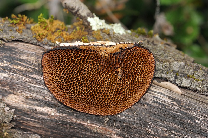 Hexagonia nitida