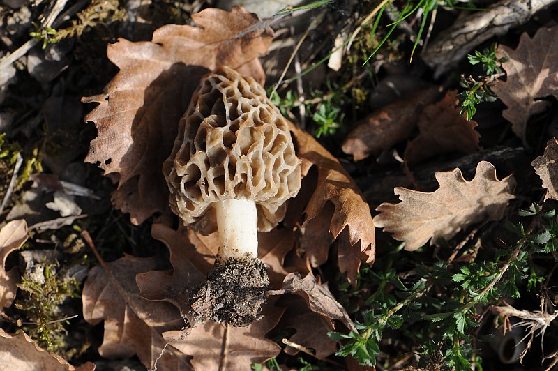 Morchella