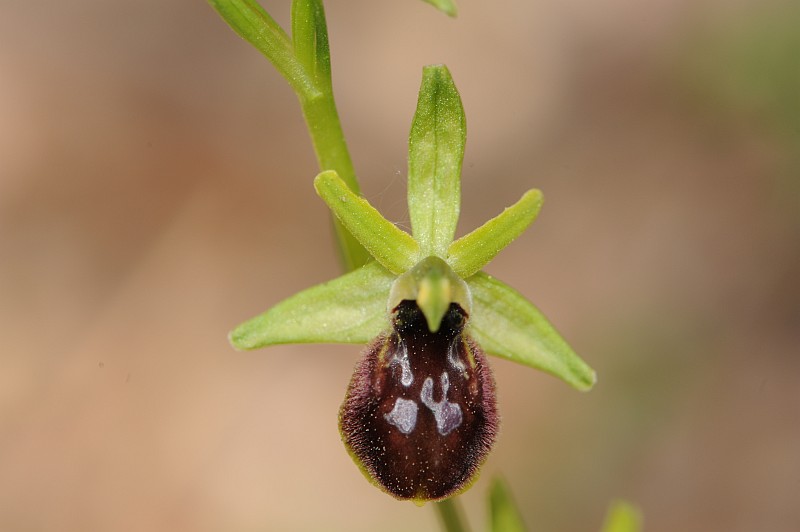 Ophrys occidentalis