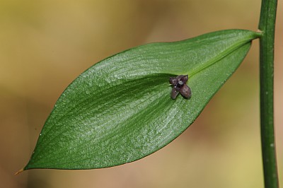 fleur de fragon