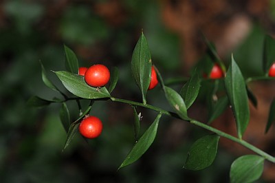 fruits de fragon