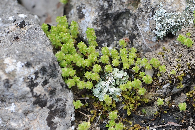 Valentia muralis