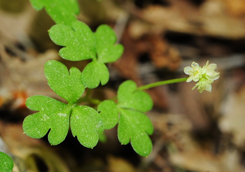 Adoxa moschatellina