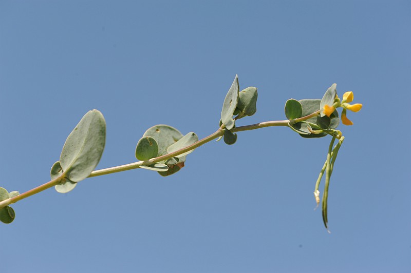Coronilla scorpioides