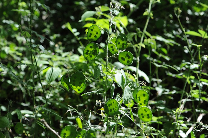 fruits Hesperis matronalis
