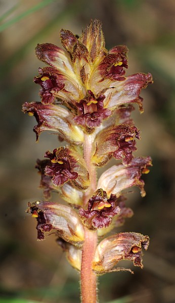 orobanche gracilis