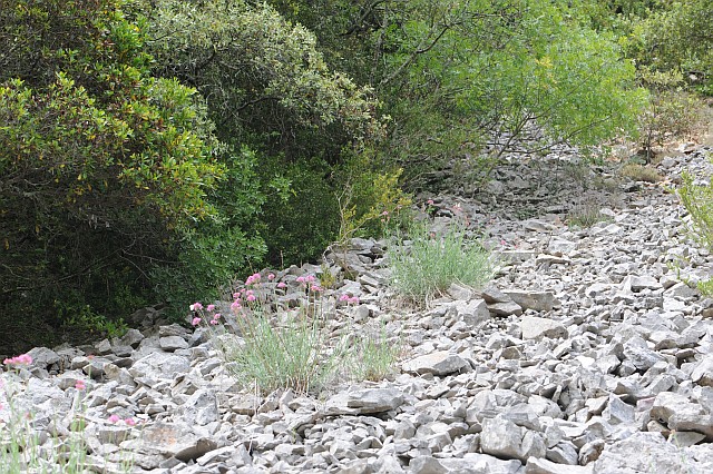 éboulis à Centhranthus leucoqui