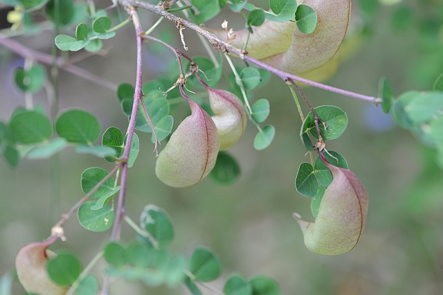 baguenaudier