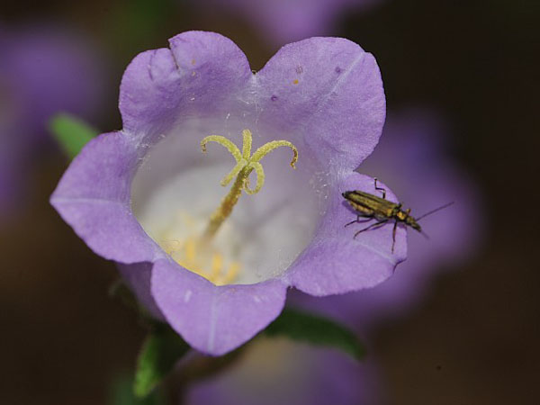 Campanula medium