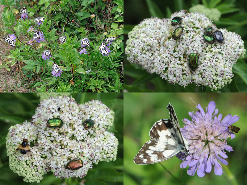 insectes Louyre