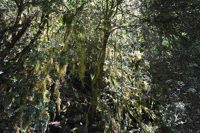 Neckera complanata en épiphyte