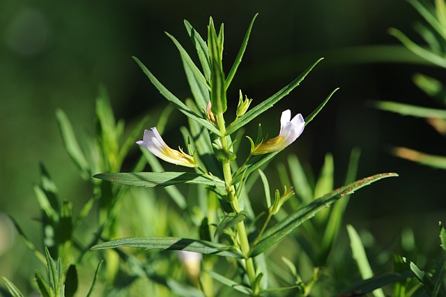 Gratiola officinalis