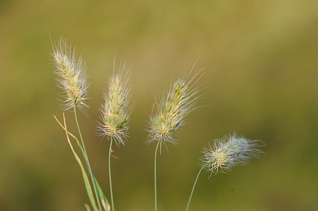 Cynosurus echinatus