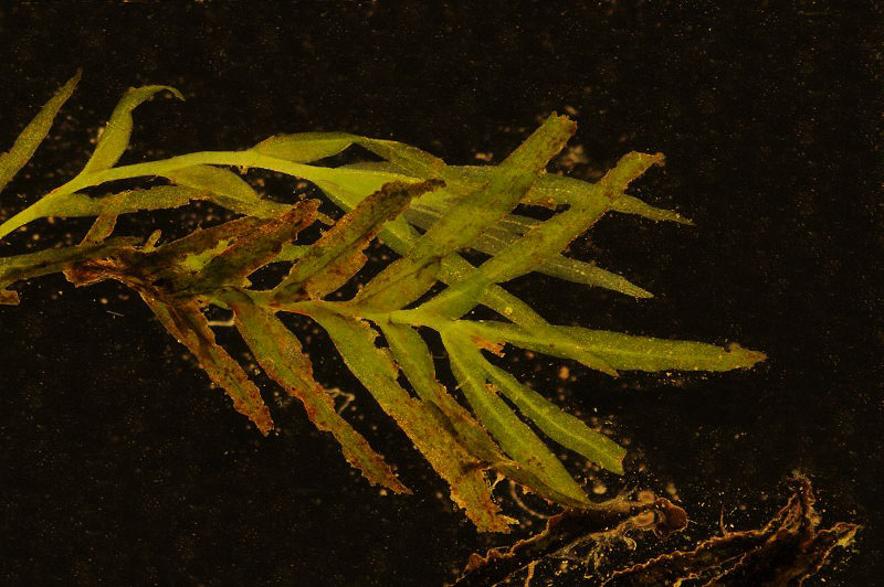 Octodiceras fontanum