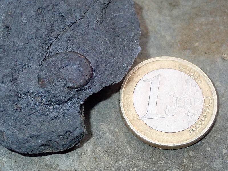 ammonite marno calcaires callovien