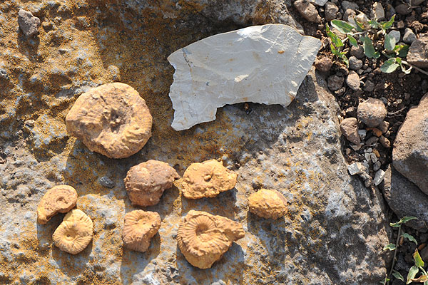 ammonites Berriasien?