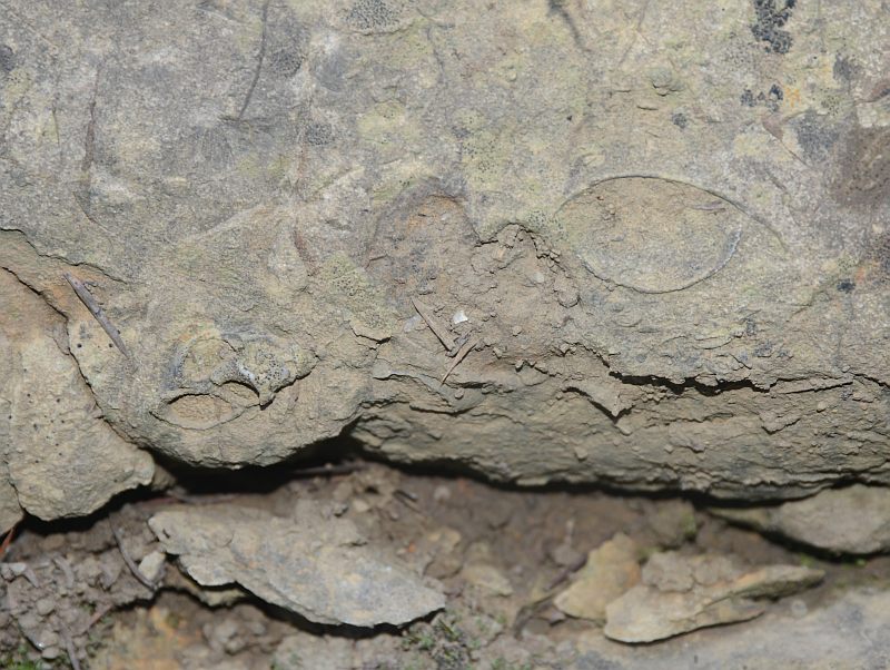 fossiles Hettangien Chamée