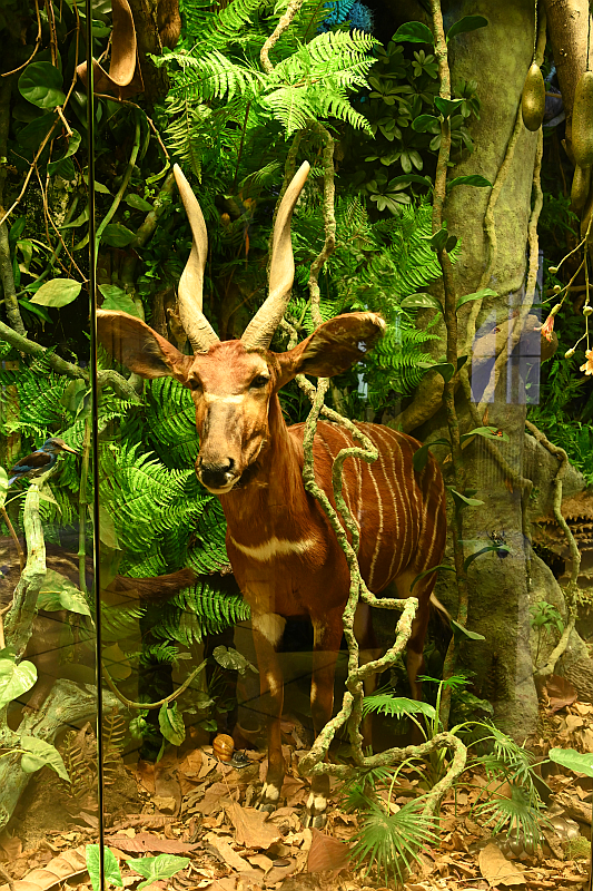 Bongo musée Stuttgart